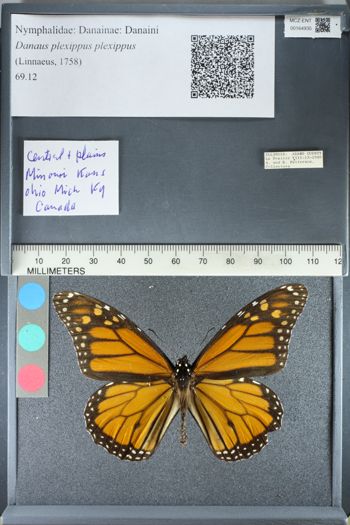 Media type: image;   Entomology 164935